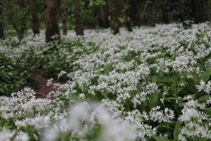 Wild Garlic - 10 May 2015 Glenbower Wood (50)
